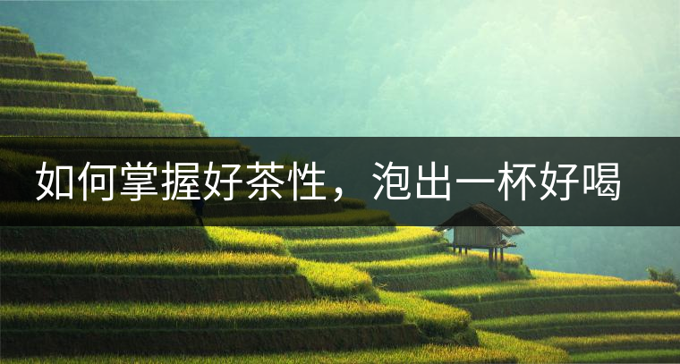 如何掌握好茶性，泡出一杯好喝的普洱熟茶？