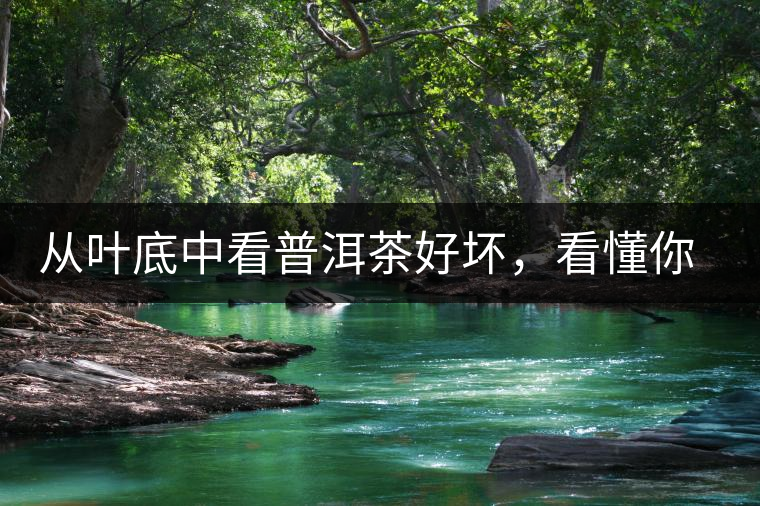 從葉底中看普洱茶好壞，看懂你就是真正的茶界高手！