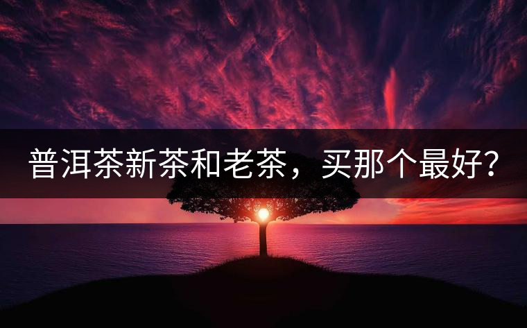普洱茶新茶和老茶，買那個最好？