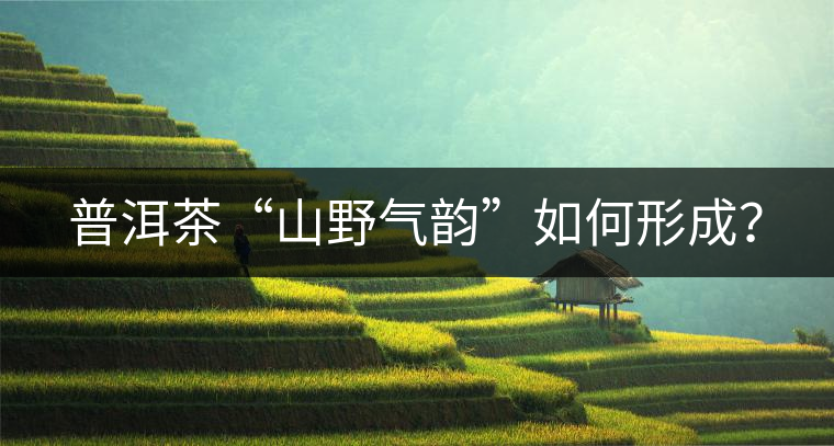 普洱茶“山野氣韻”如何形成? 普洱茶“山野氣韻”如何形成?