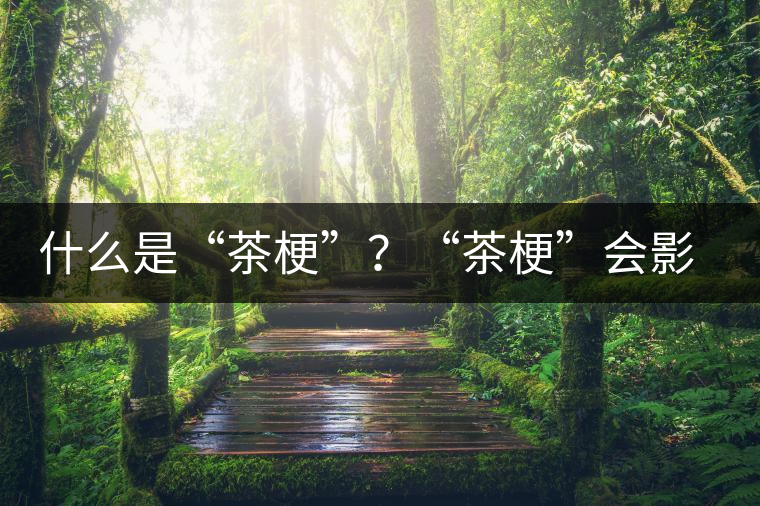 什么是“茶梗”？“茶?！睍?huì)影響普洱茶品質(zhì)？