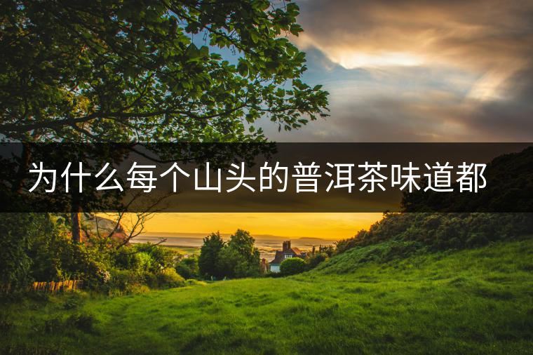 為什么每個(gè)山頭的普洱茶味道都不相同？