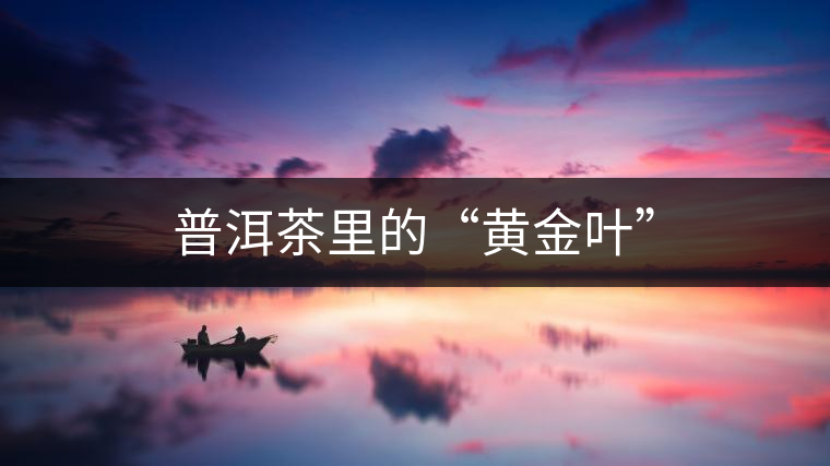 普洱茶里的“黃金葉”