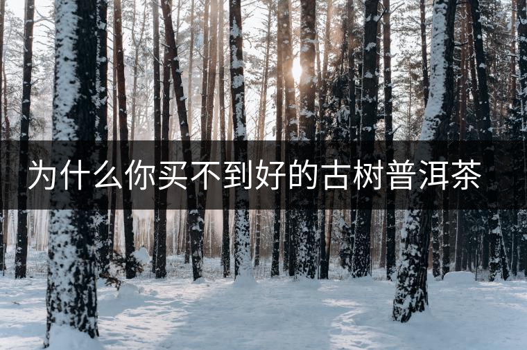 為什么你買不到好的古樹普洱茶？買茶防坑指南，看完就有收獲！