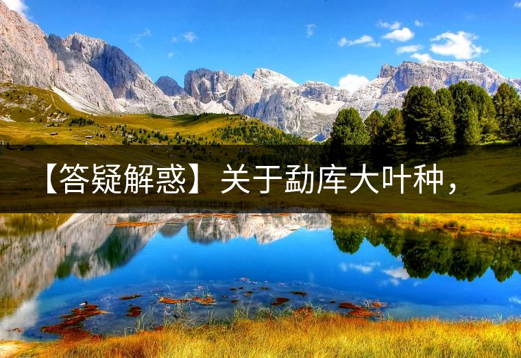 【答疑解惑】關于勐庫大葉種，你了解多少？