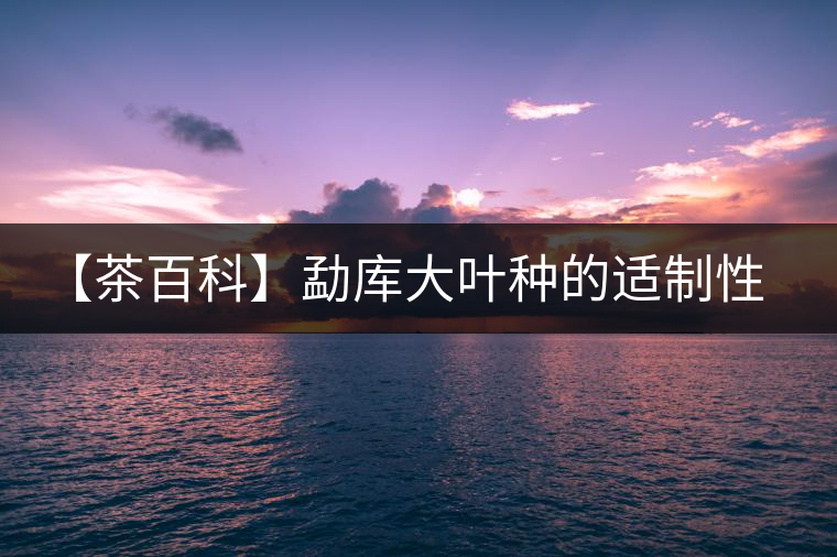 【茶百科】勐庫(kù)大葉種的適制性。