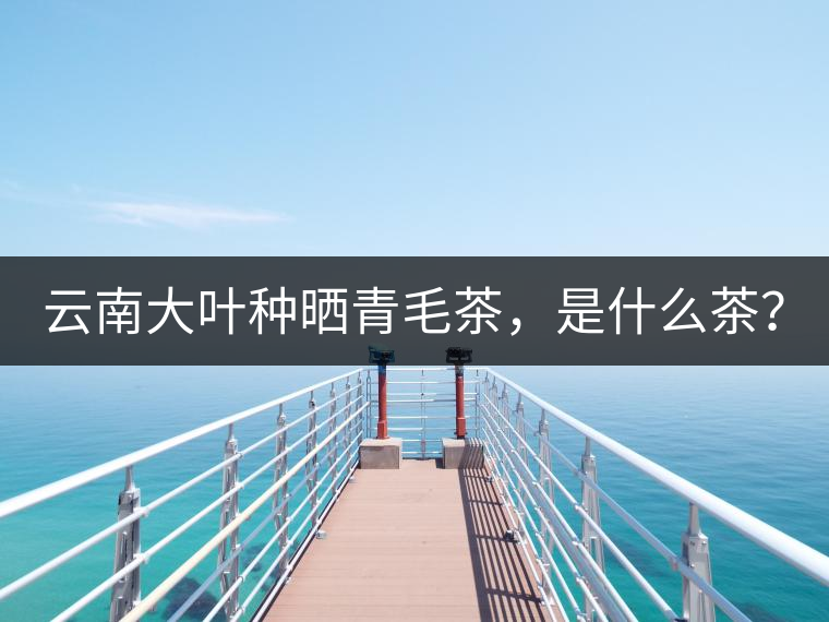 云南大葉種曬青毛茶，是什么茶？