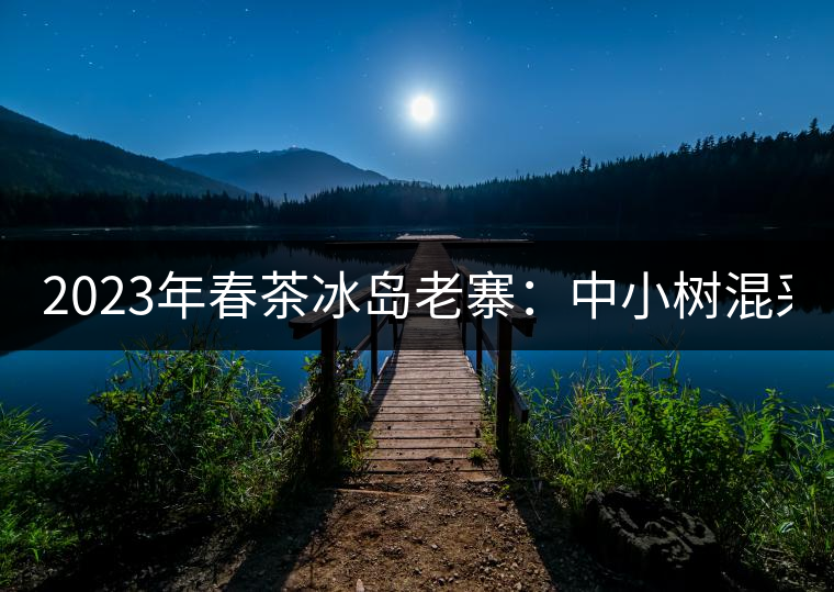 2023年春茶冰島老寨：中小樹混采2500-3000元／公斤，大樹：7000-8000元／公斤，古樹混采：28000-36000元／公斤