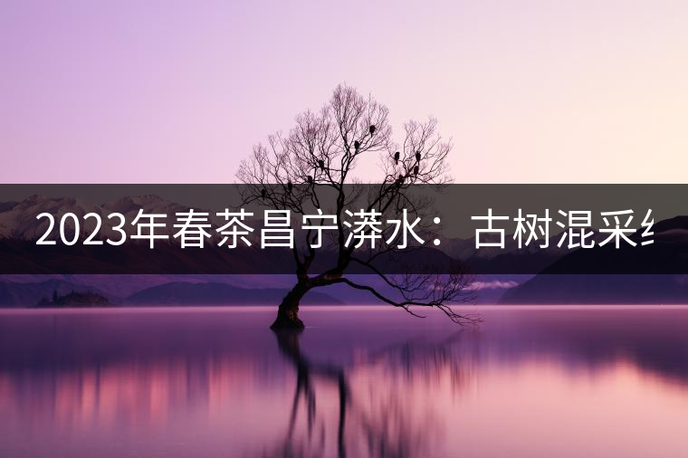 2023年春茶昌寧漭水：古樹混采純料480-600元／公斤，大樹360-420元／公斤，臺地260-300元／公斤，古樹單株均價880-1200元／公斤。