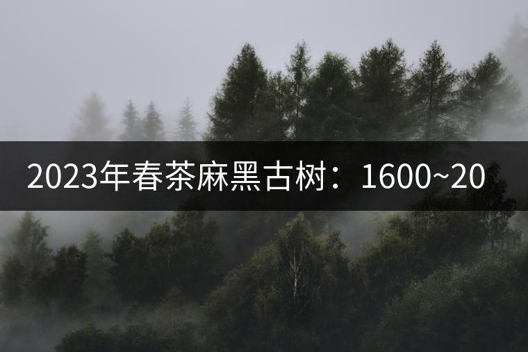 2023年春茶麻黑古樹(shù)：1600~2000元／公斤