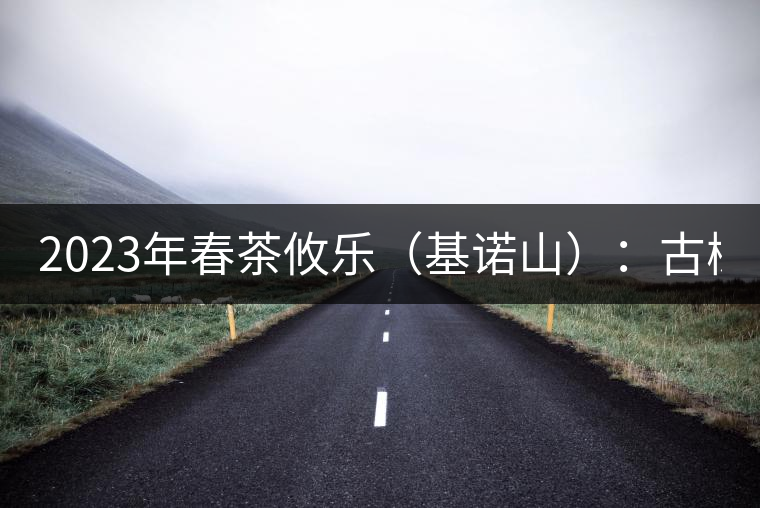 2023年春茶攸樂(lè)（基諾山）：古樹(shù)1200元／公斤，喬木：400-500元／公斤