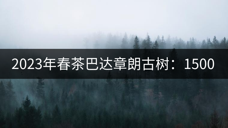 2023年春茶巴達(dá)章朗古樹：1500-1600元／公斤，喬木250元／公斤