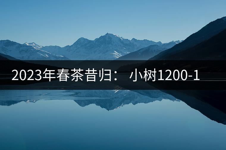 2023年春茶昔歸： 小樹1200-1600元／公斤，大樹4500-5200元／公斤，古樹7500-9000元／公斤.