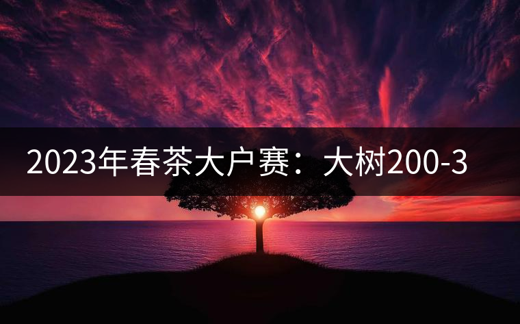2023年春茶大戶賽：大樹200-300元／公斤，古樹800-1000元／公斤