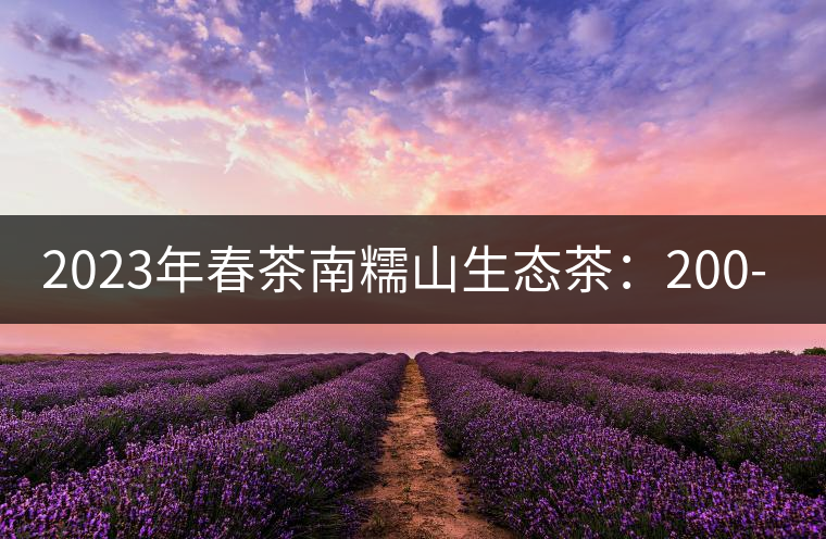 2023年春茶南糯山生態(tài)茶：200-300元／公斤，古樹：900-1500元／公斤