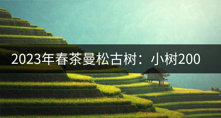 2023年春茶曼松古樹：小樹2000元／公斤，古樹：40000元／公斤