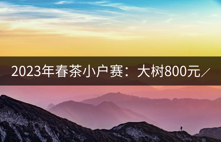 2023年春茶小戶賽：大樹800元／公斤，古樹1200-1300元／公斤