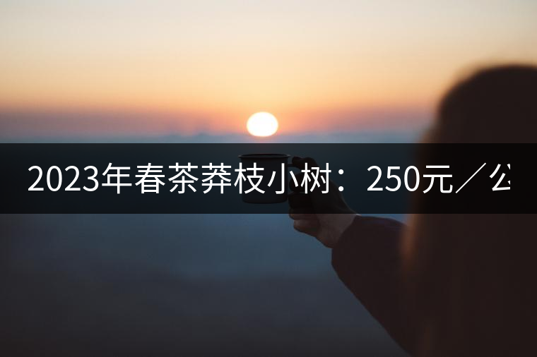 2023年春茶莽枝小樹：250元／公斤， 古樹：1000-1200元／公斤