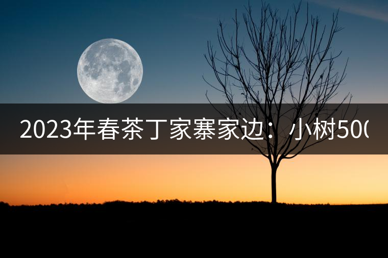 2023年春茶丁家寨家邊：小樹500元／公斤，古樹1500-1600元／公斤
