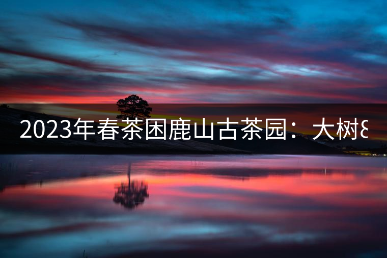 2023年春茶困鹿山古茶園:大樹8000-12000元/公斤,周邊小樹200-300元/公斤 2023年春茶困鹿山古茶園:大樹8000-12000元/公斤,周邊小樹200-300元/公斤