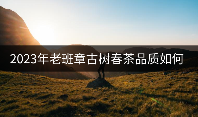 2023年老班章古樹春茶品質(zhì)如何？