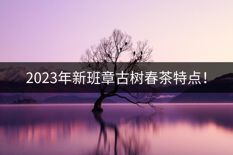 2023年新班章古樹(shù)春茶特點(diǎn)！