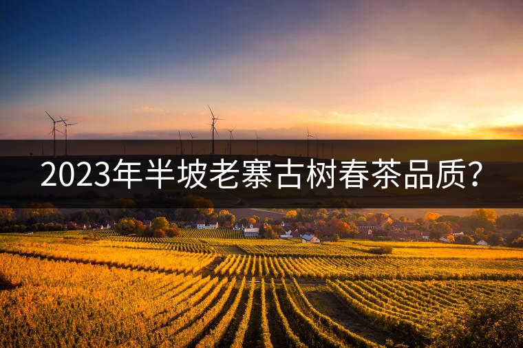 2023年半坡老寨古樹春茶品質(zhì)？