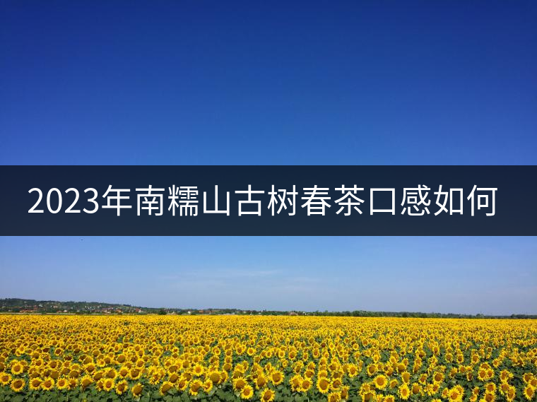 2023年南糯山古樹春茶口感如何？