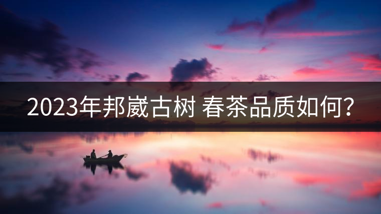 2023年邦崴古樹(shù) 春茶品質(zhì)如何? 2023年邦崴古樹(shù) 春茶品質(zhì)如何?