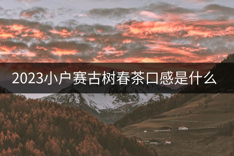 2023小戶賽古樹(shù)春茶口感是什么？