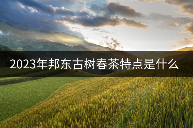 2023年邦東古樹春茶特點(diǎn)是什么？