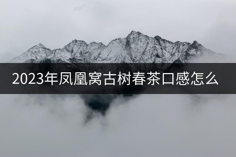 2023年鳳凰窩古樹春茶口感怎么樣？