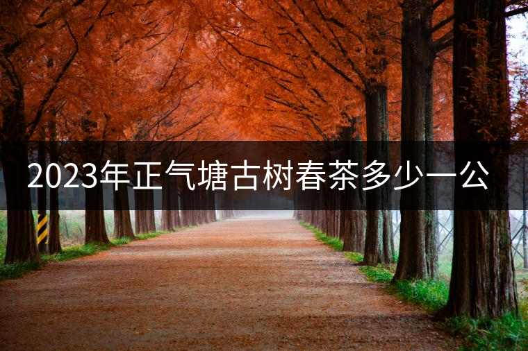 2023年正氣塘古樹春茶多少一公斤? 2023年正氣塘古樹春茶多少一公斤?