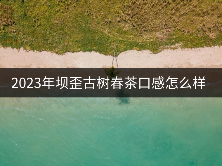 2023年壩歪古樹春茶口感怎么樣？