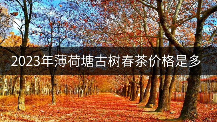 2023年薄荷塘古樹春茶價格是多少？