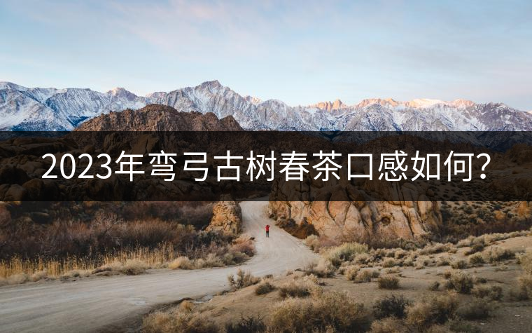 2023年彎弓古樹春茶口感如何？