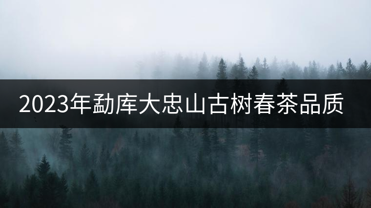 2023年勐庫大忠山古樹春茶品質(zhì)怎么樣？