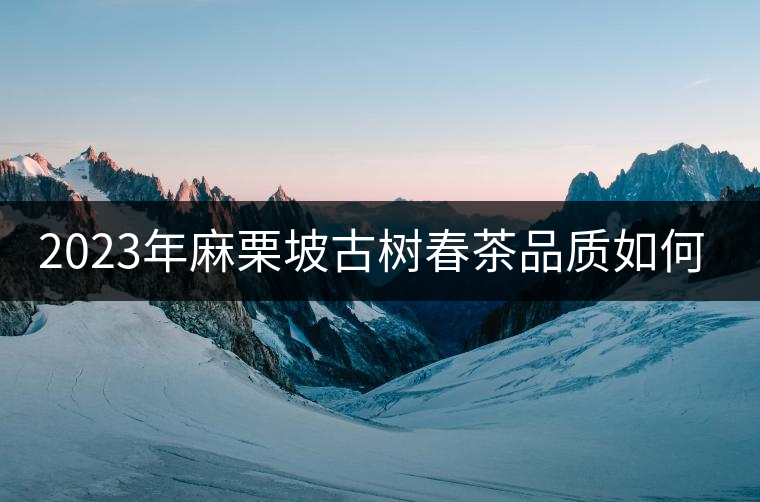 2023年麻栗坡古樹春茶品質(zhì)如何？