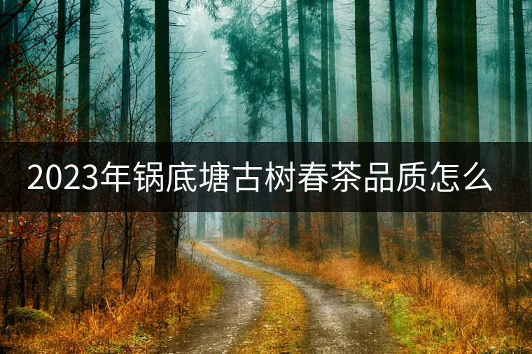2023年鍋底塘古樹春茶品質(zhì)怎么樣? 2023年鍋底塘古樹春茶品質(zhì)怎么樣?