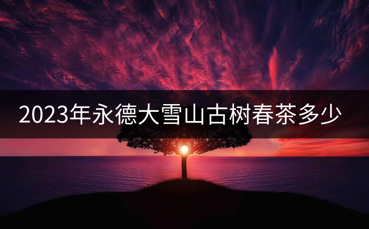 2023年永德大雪山古樹春茶多少一公斤？
