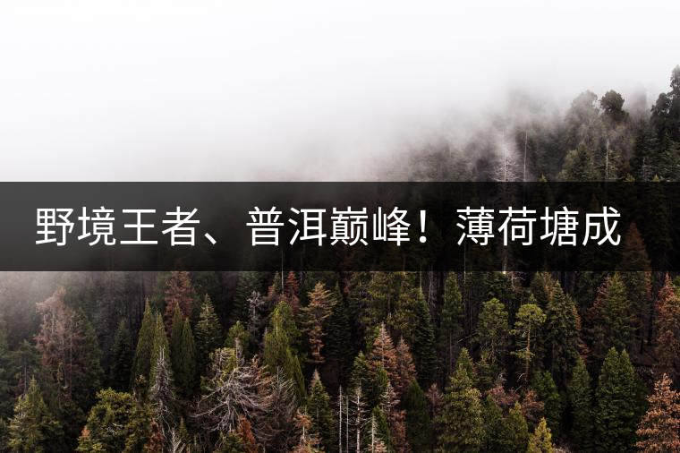 野境王者、普洱巔峰！薄荷塘成為普洱無冕之王的十大原因