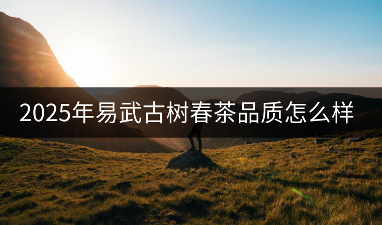 2025年易武古樹春茶品質(zhì)怎么樣？