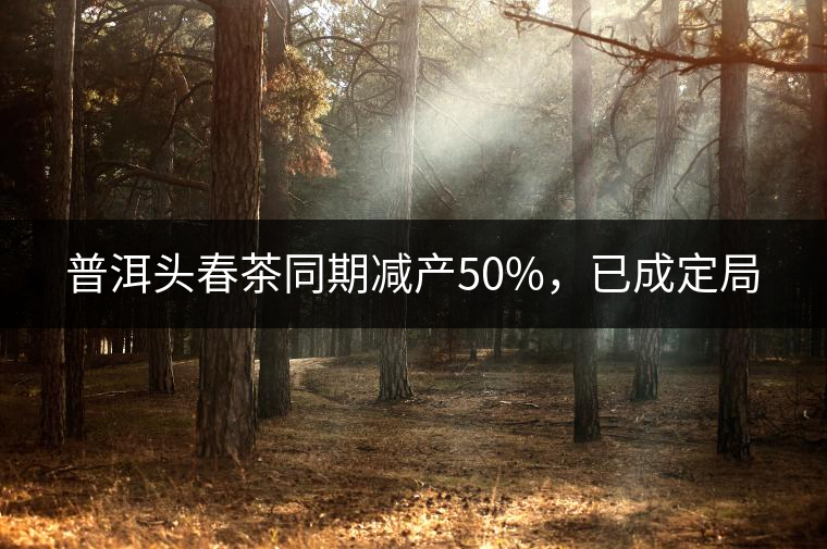 普洱頭春茶同期減產(chǎn)50%，已成定局