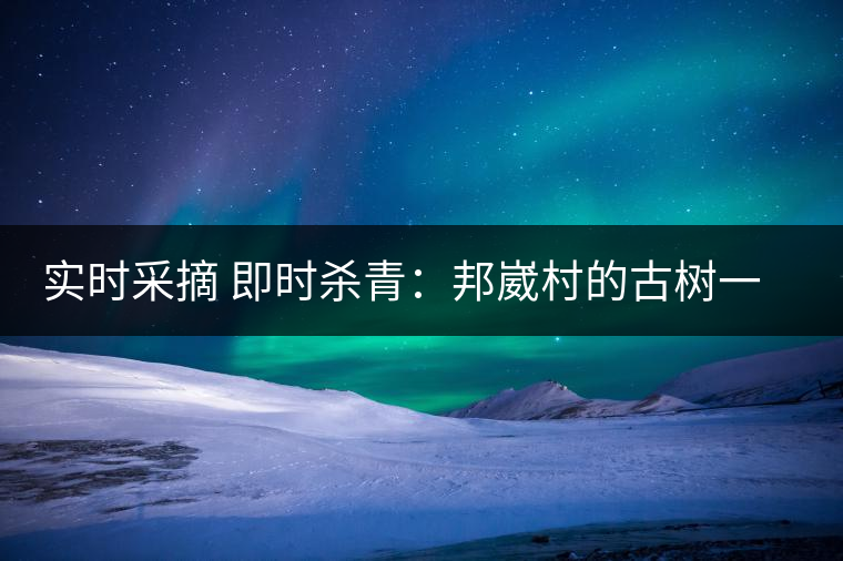 實時采摘 即時殺青：邦崴村的古樹一般都比較高大，我今年爬到10米高的樹梢上拍茶農(nóng)采茶，一顆完整的古樹頭春茶的采摘需要6-7個婦女花半個小時共同完成，鮮葉才下來以后要及時殺青，才能保證茶葉后期的鮮爽感。