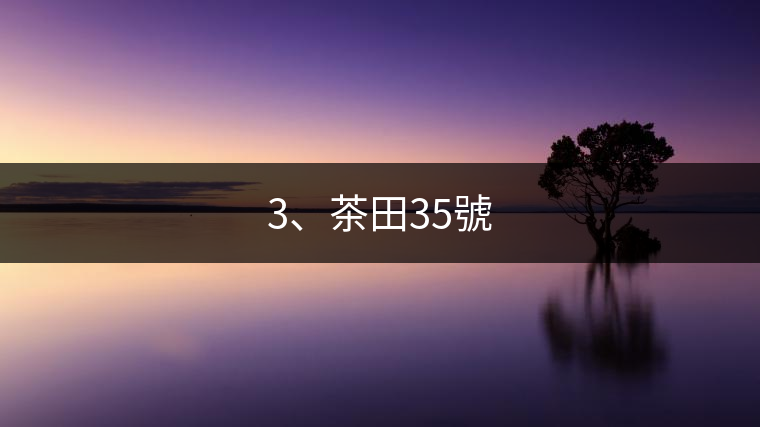 3、茶田35號(hào)