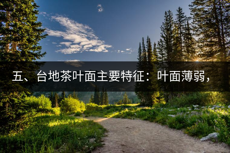 五、臺(tái)地茶葉面主要特征：葉面薄弱，如薄紙易折;沖泡之后無力恢復(fù)彈性，甚至多次沖泡也不能展開，葉子愈薄愈差。