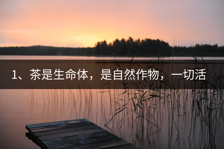 1、茶是生命體，是自然作物，一切活動(dòng)受自然規(guī)律影響。