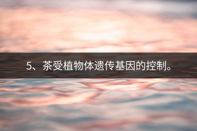 5、茶受植物體遺傳基因的控制。