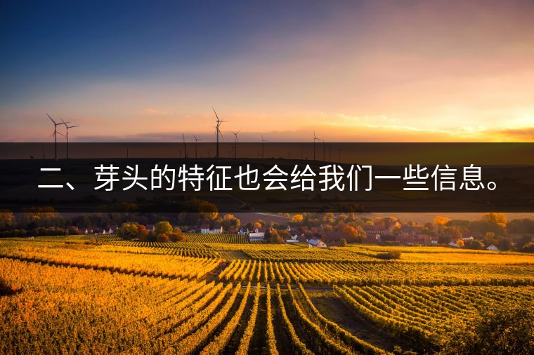 二、芽頭的特征也會給我們一些信息。