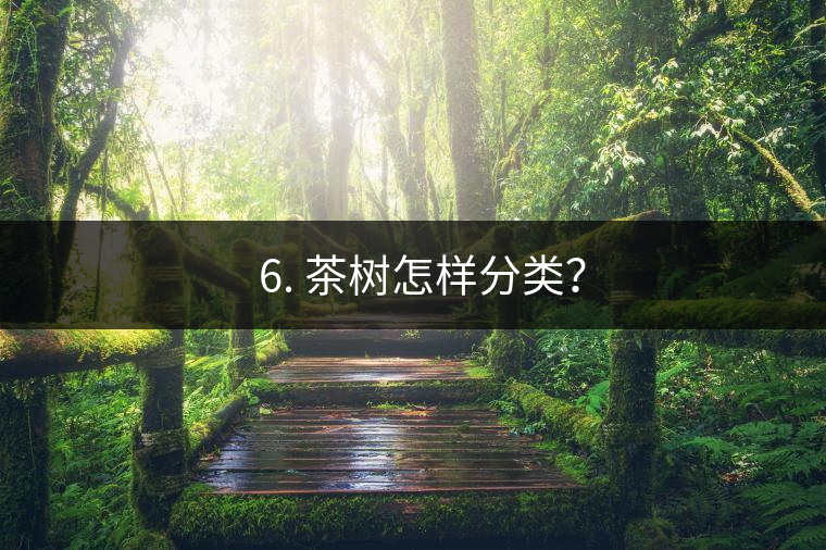 ? 6. 茶樹怎樣分類？